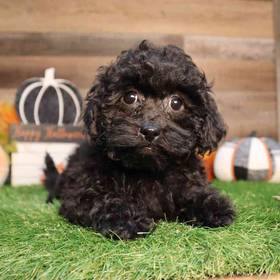 Bichon-Poo