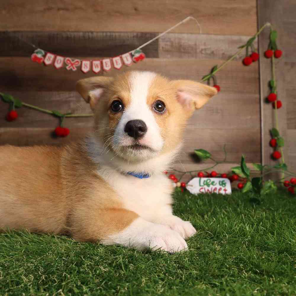 carousel pet images