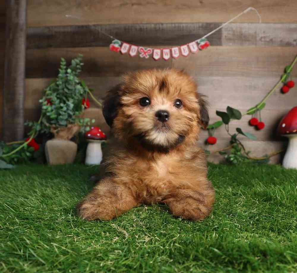 carousel pet images