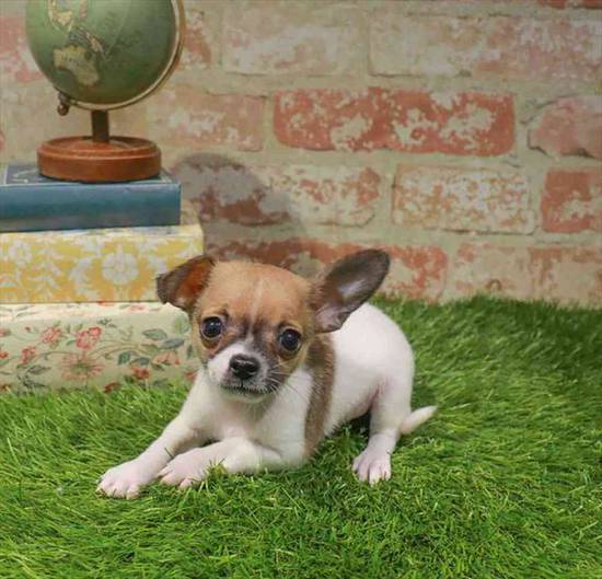 Chihuahua