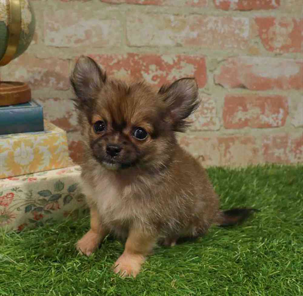carousel pet images
