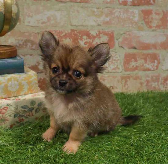 Tiny