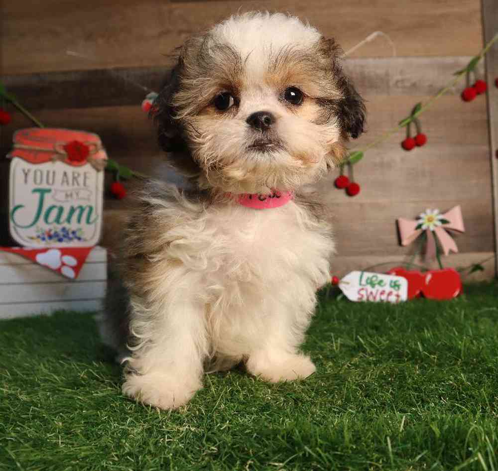 Female Shih Tzu Puppy for Sale in Blaine, MN