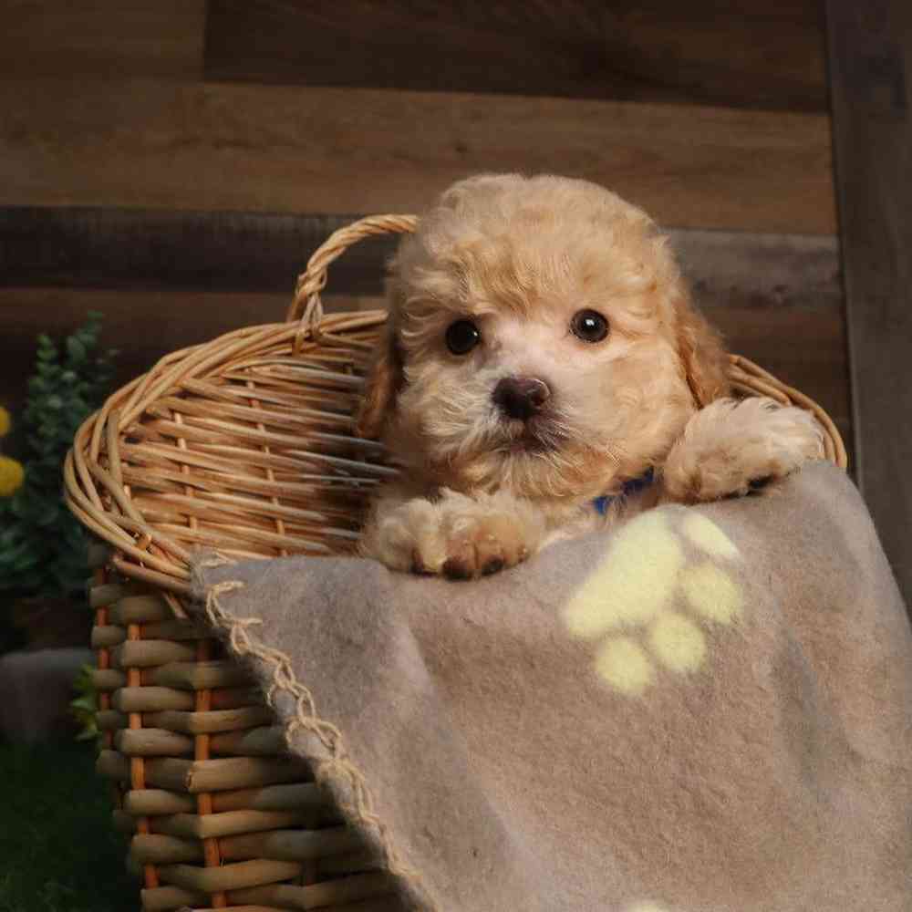 Male Poodle Puppy for Sale in Blaine, MN