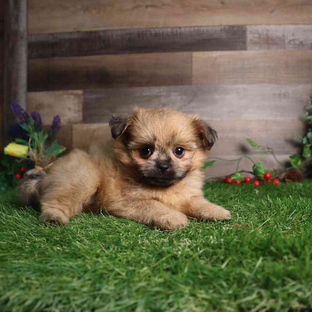 Female Shiranian Puppy for Sale in Blaine, MN