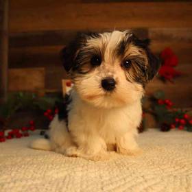 Morkie