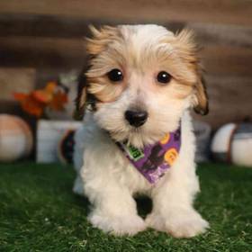 Havanese