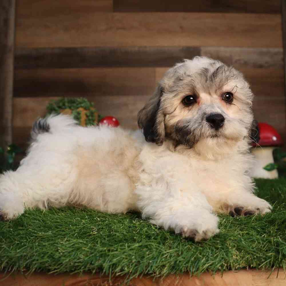 carousel pet images