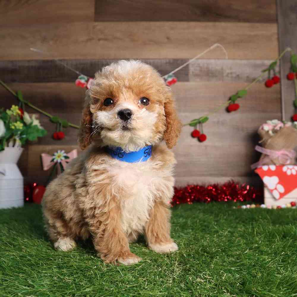 carousel pet images