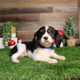 Cavalier King Charles Spaniel