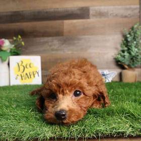 Bichon-Poo