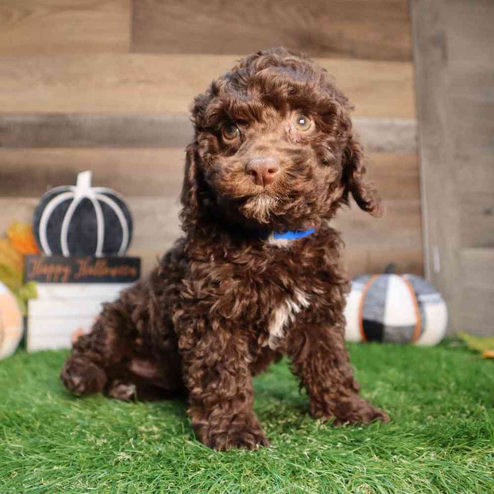 carousel pet images