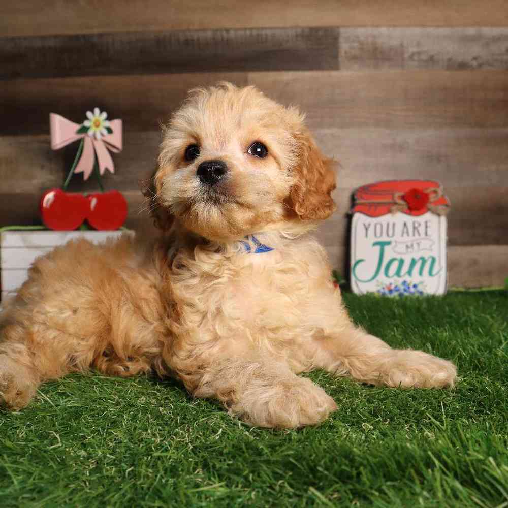 Male Cockapoo Puppy for Sale in Blaine, MN