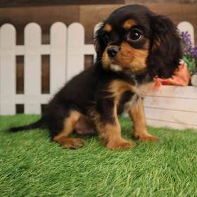 Cavalier King Charles Spaniel