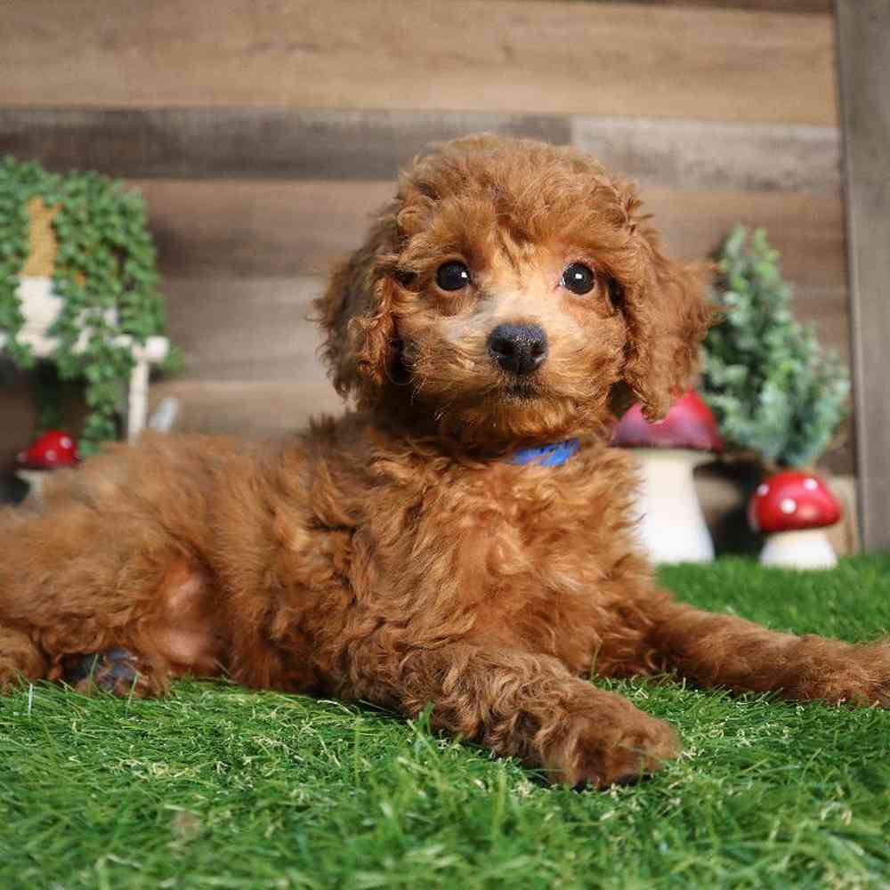 carousel pet images