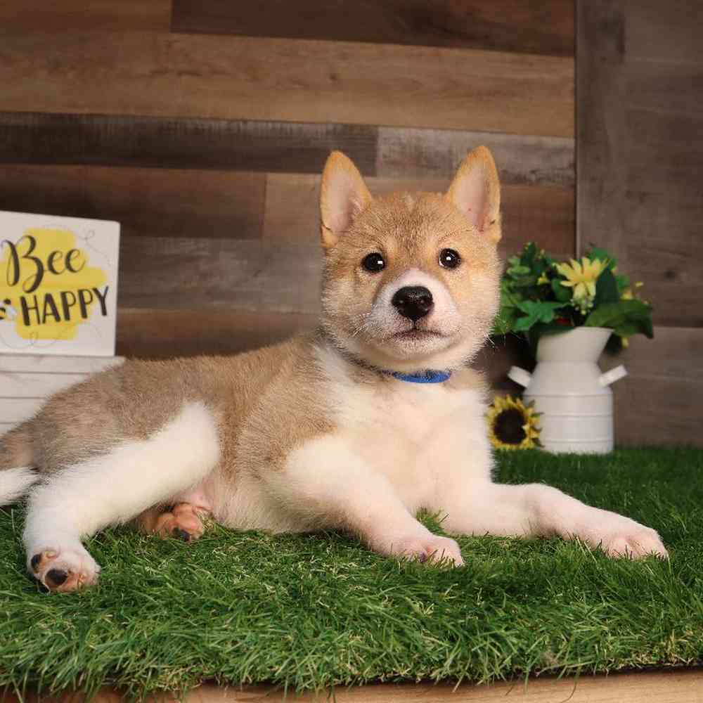 carousel pet images