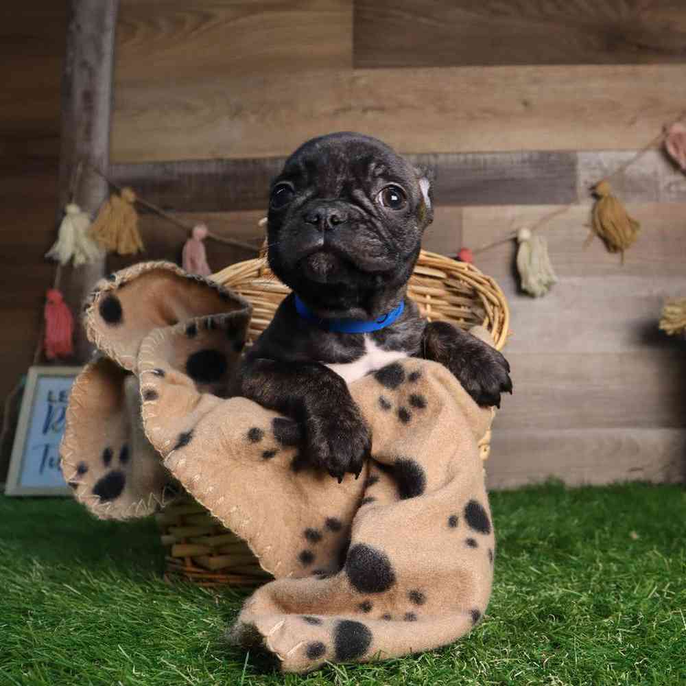 Male Frenchton Puppy for Sale in Blaine, MN