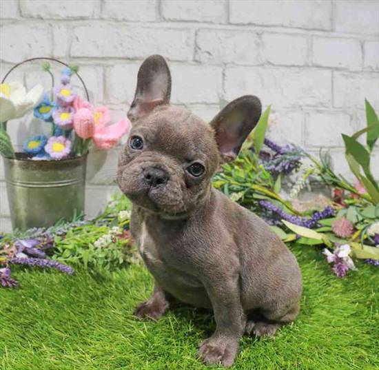 French Bulldog