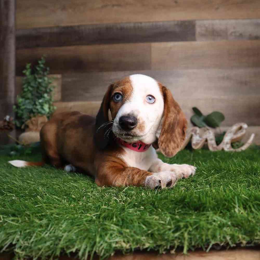 Image of a pet breed in the gallery