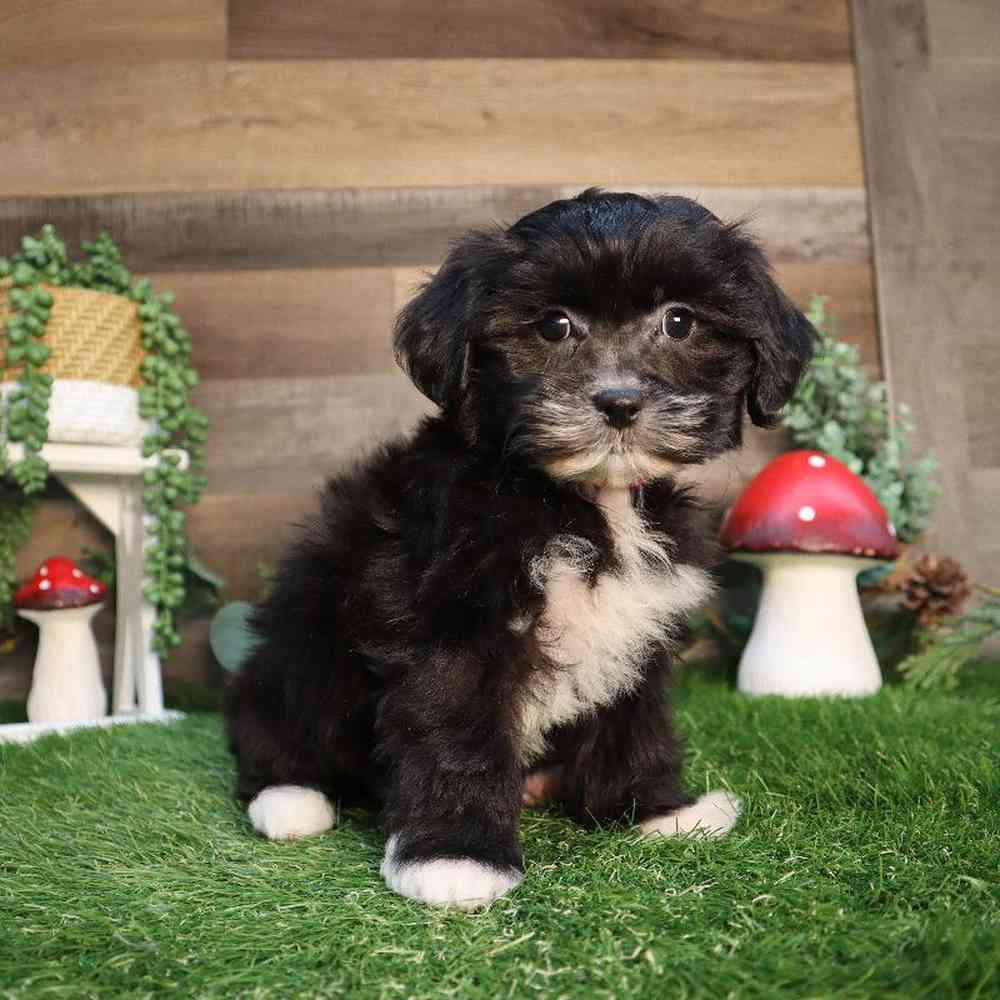 carousel pet images