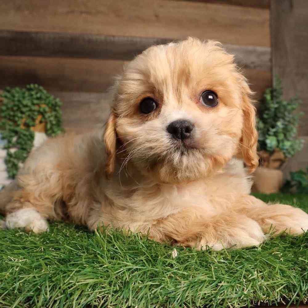 Female Cavachon Puppy for Sale in Blaine, MN