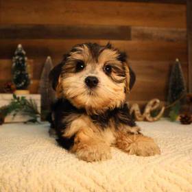 Morkie