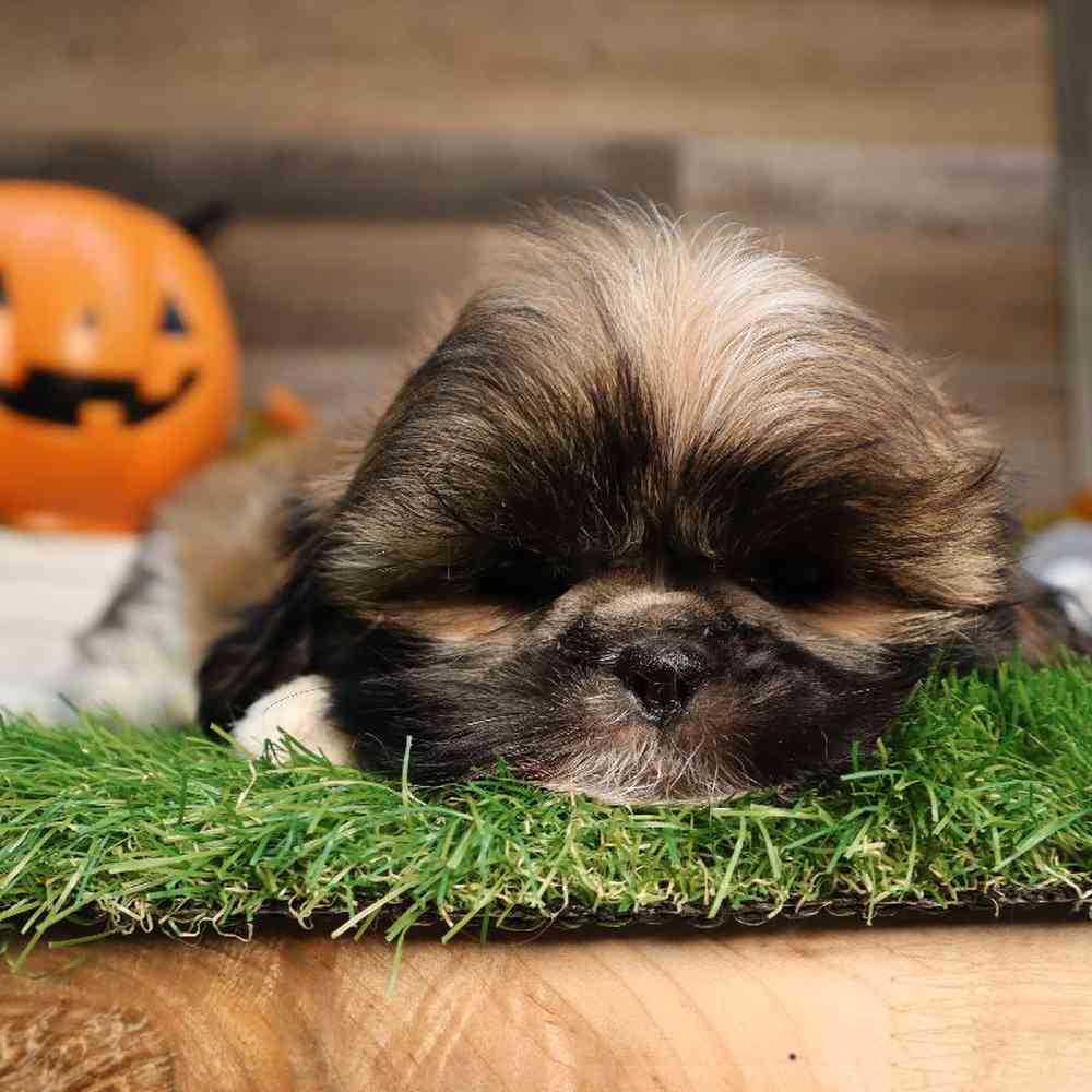 Male Shih Tzu Puppy for Sale in Blaine, MN