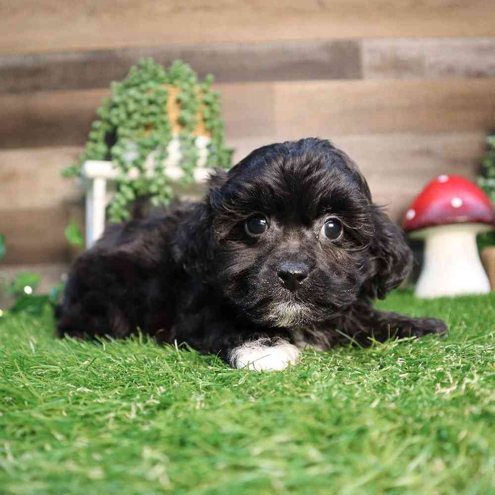 Male Shipoo Puppy for Sale in Blaine, MN