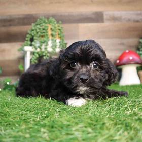 Shipoo