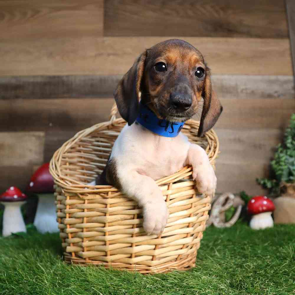 Male Dachshund Puppy for Sale in Blaine, MN