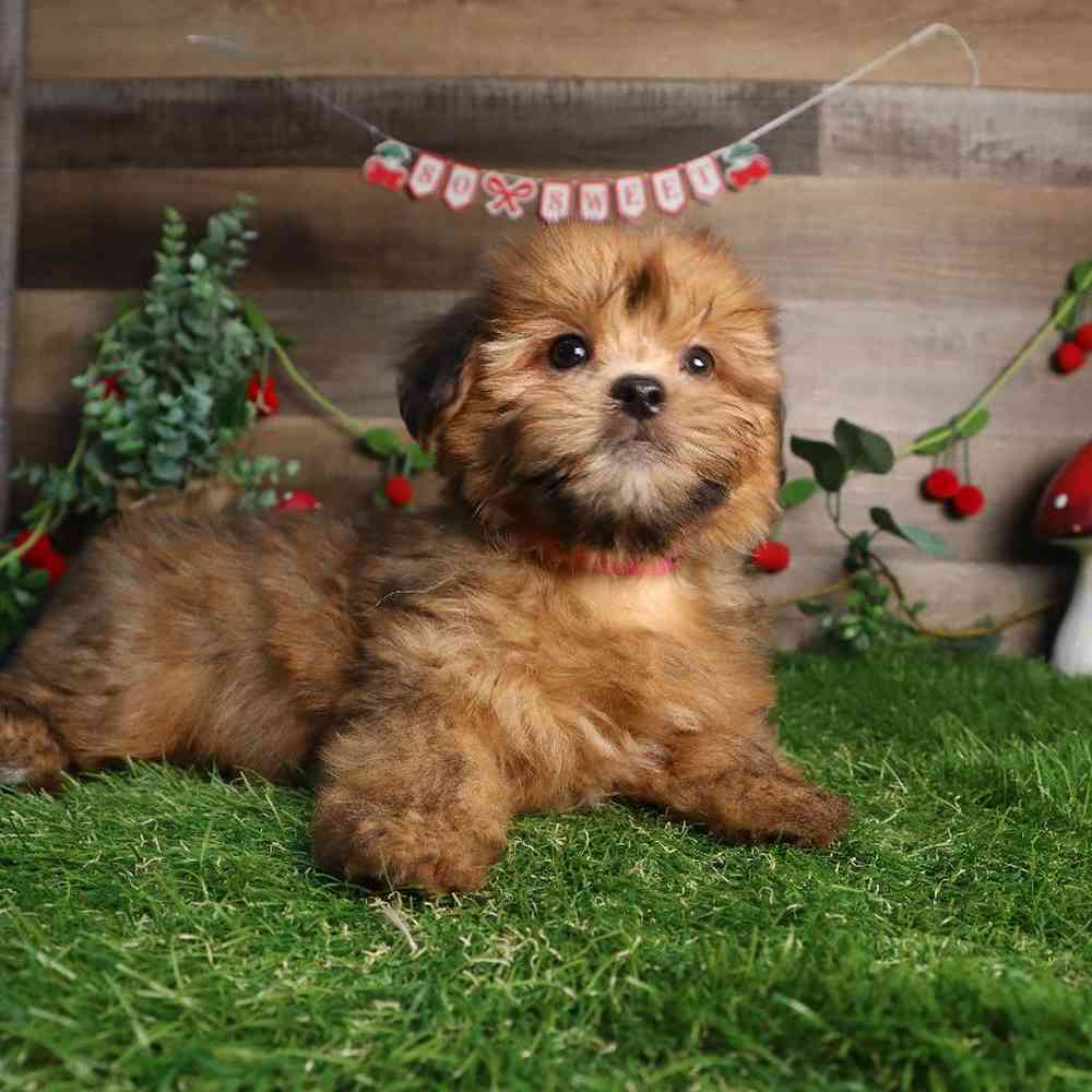 carousel pet images