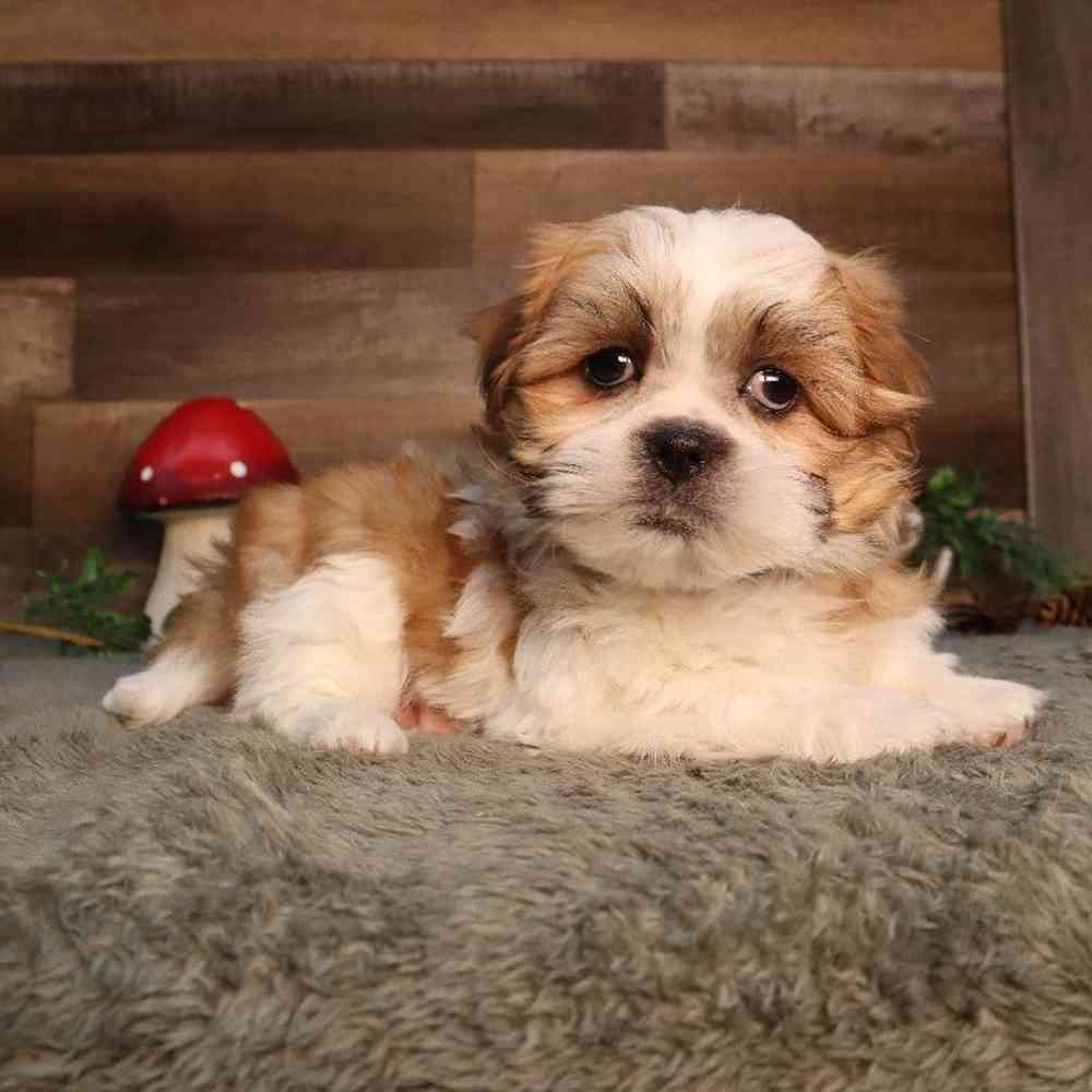 Male Malshi Puppy for Sale in Blaine, MN
