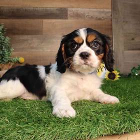 Cavalier King Charles Spaniel