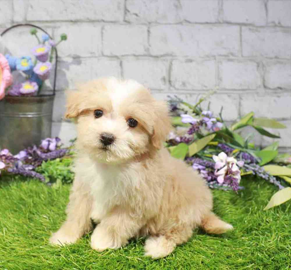 carousel pet images