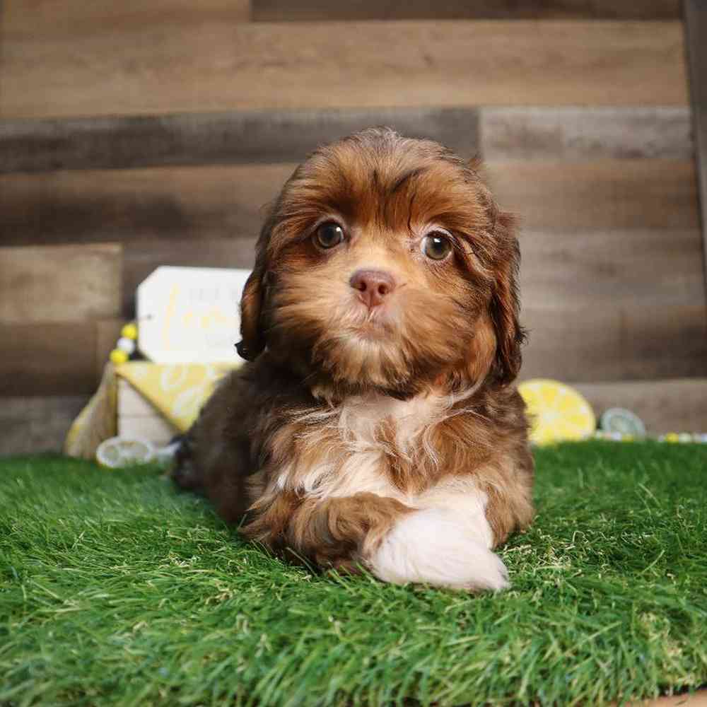 carousel pet images