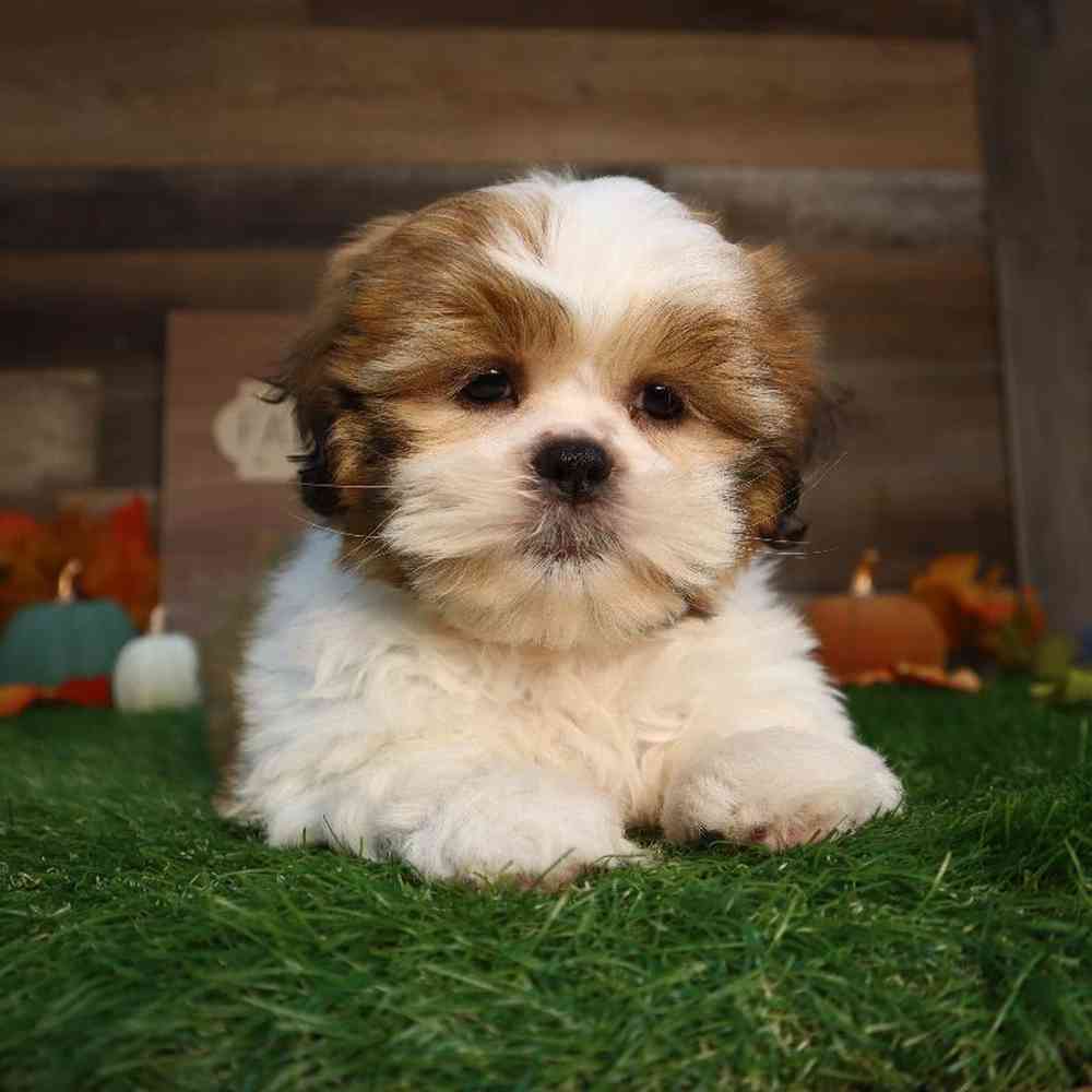 carousel pet images
