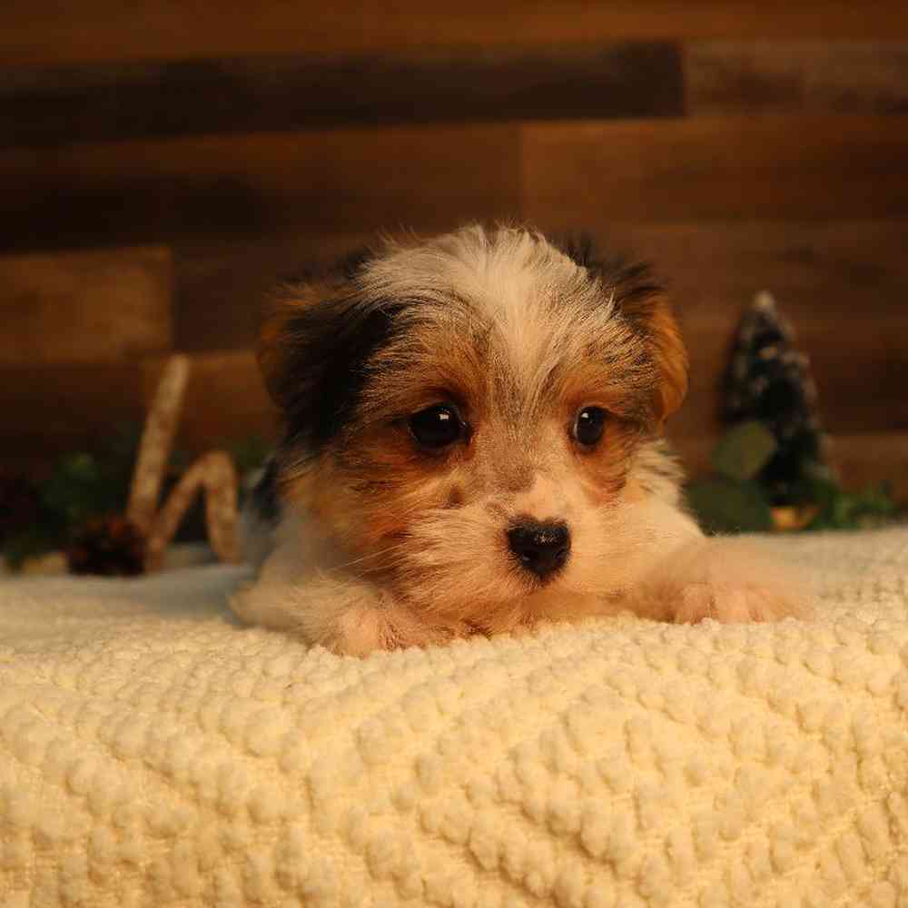 Female Morkie Puppy for Sale in Blaine, MN