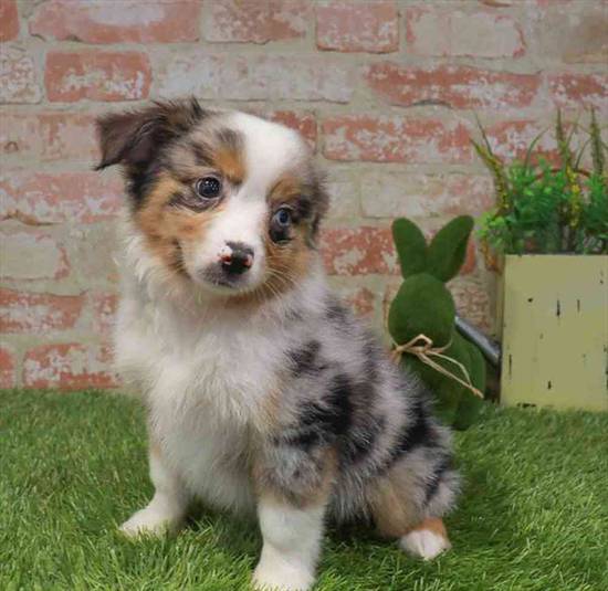 Mini Aussie