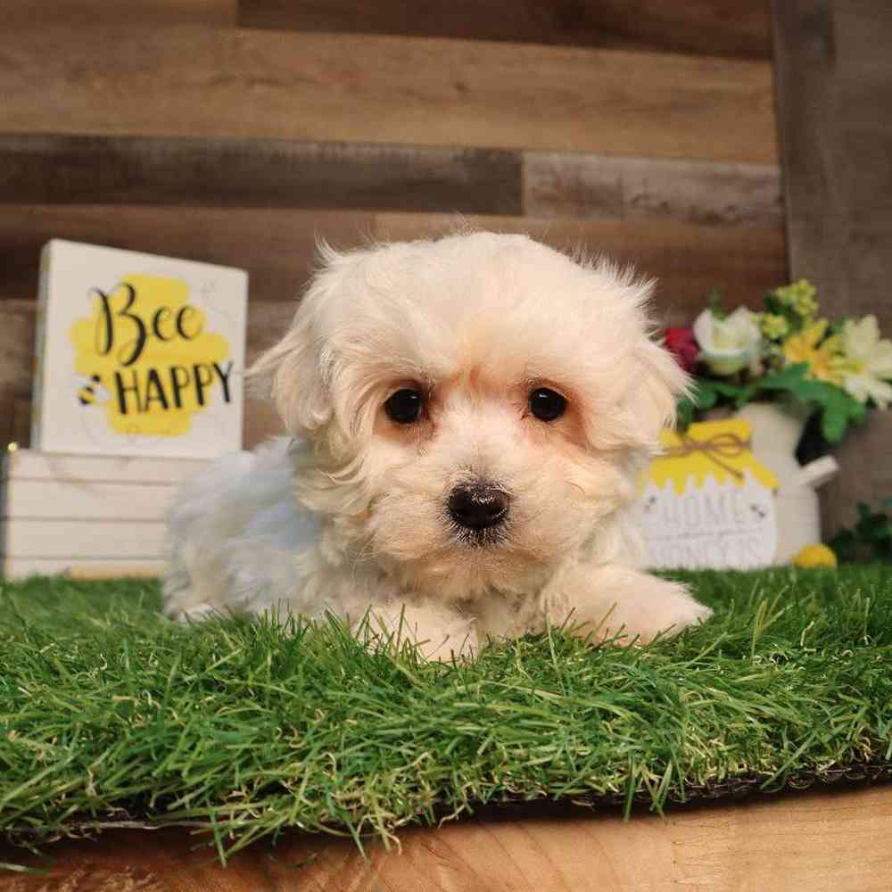Male Maltipoo Puppy for Sale in Blaine, MN
