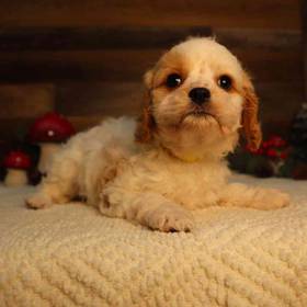 Cavapoo