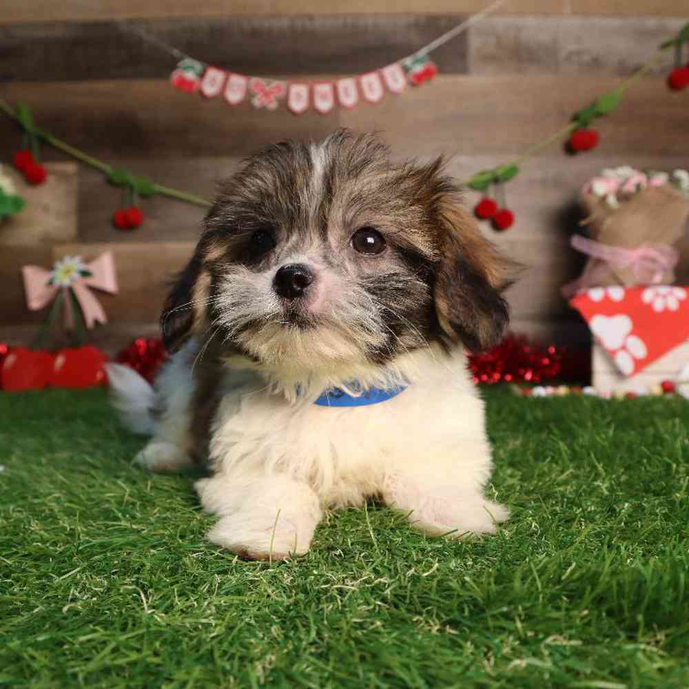 carousel pet images