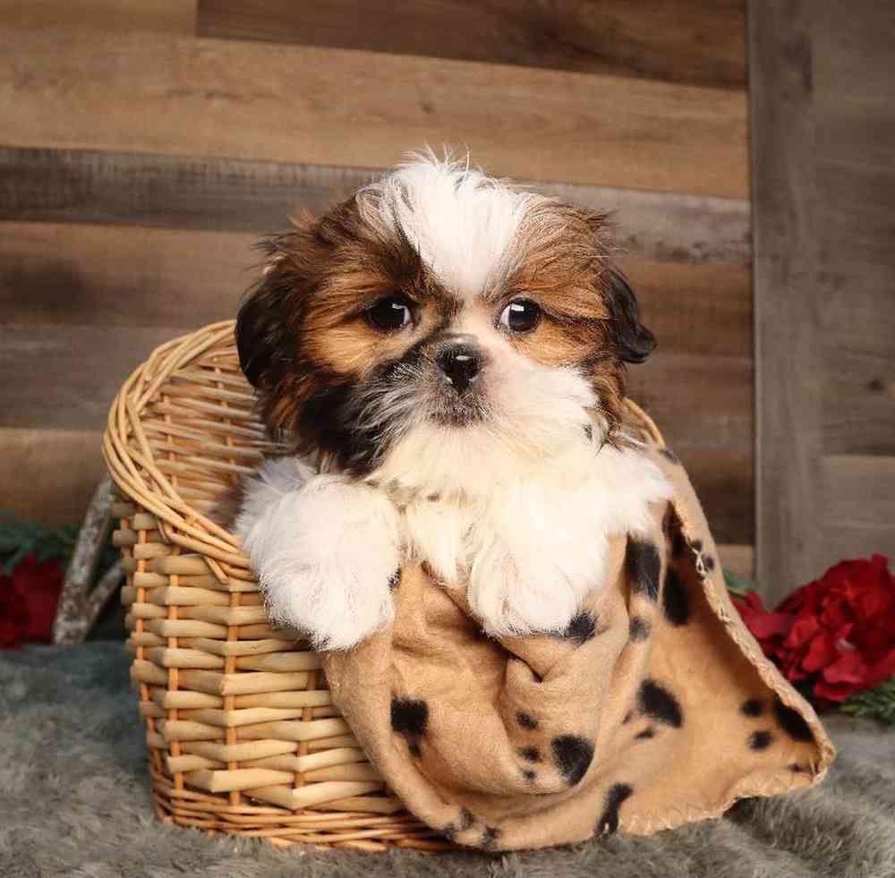 Male Shih Tzu Puppy for Sale in Blaine, MN