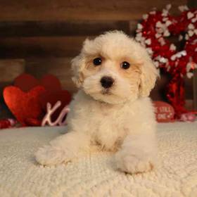 Bichon-Poo