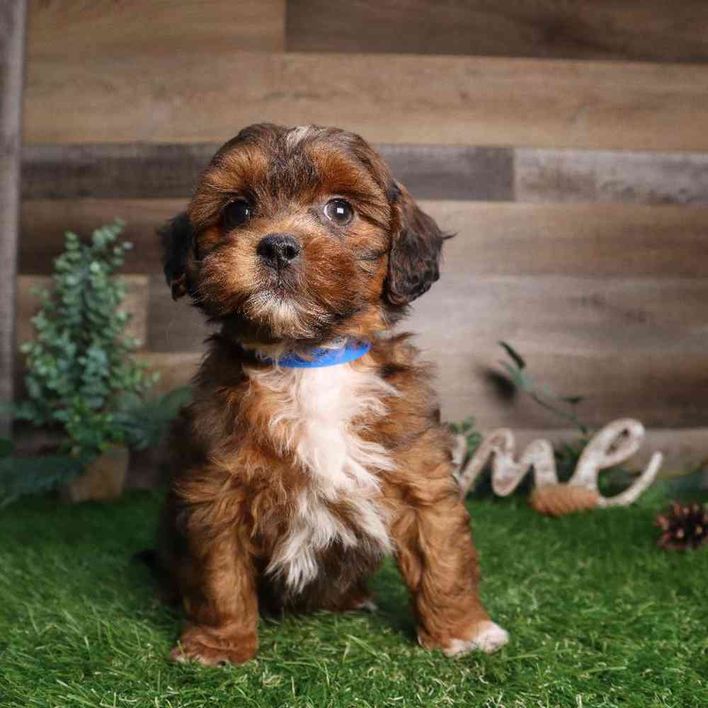 Male Shipoo Puppy for Sale in Blaine, MN