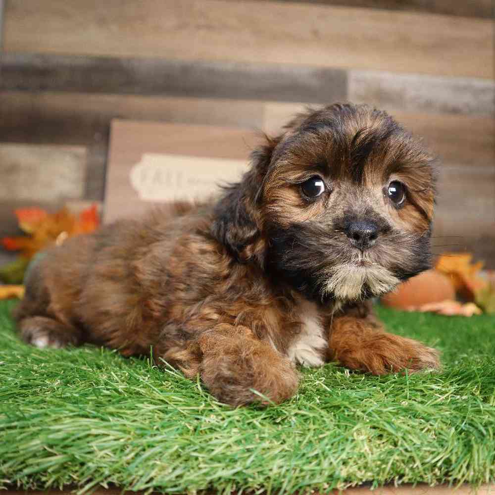 carousel pet images
