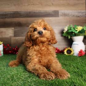 Bichon-Poo