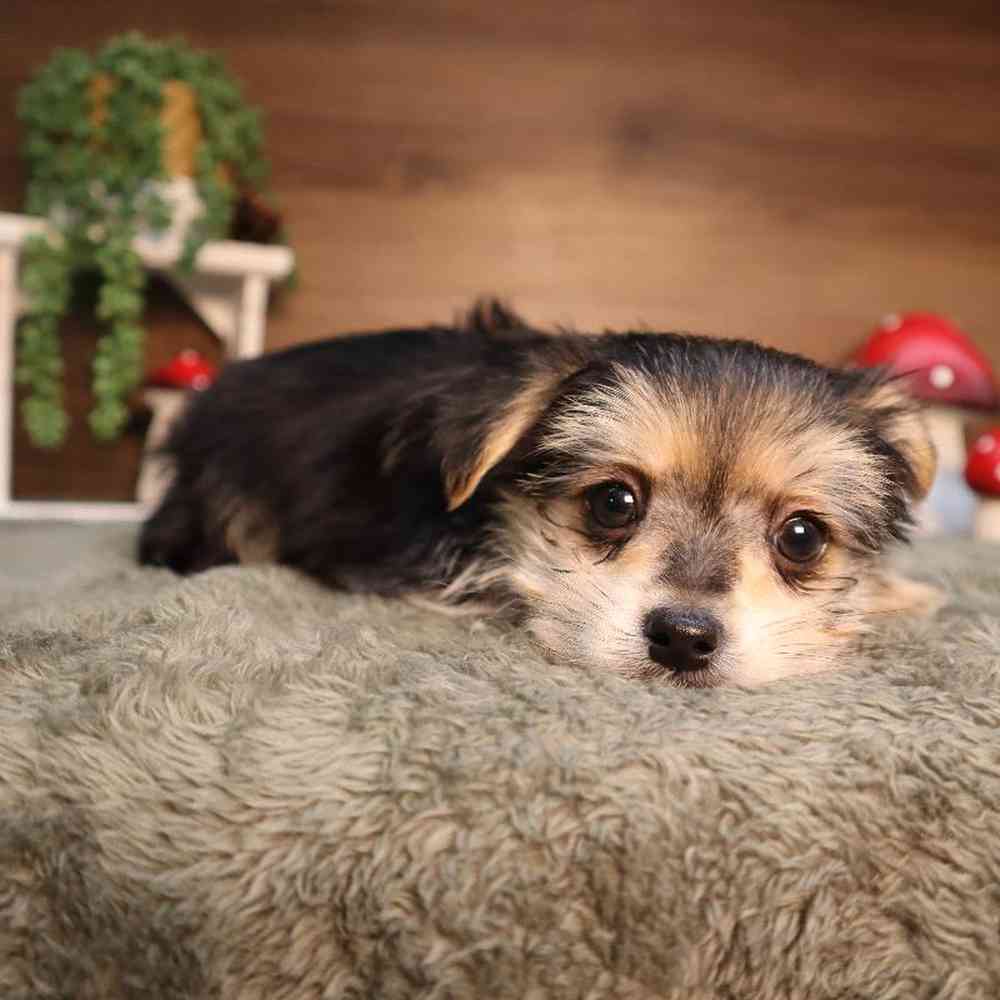 Male Morkie Puppy for Sale in Blaine, MN