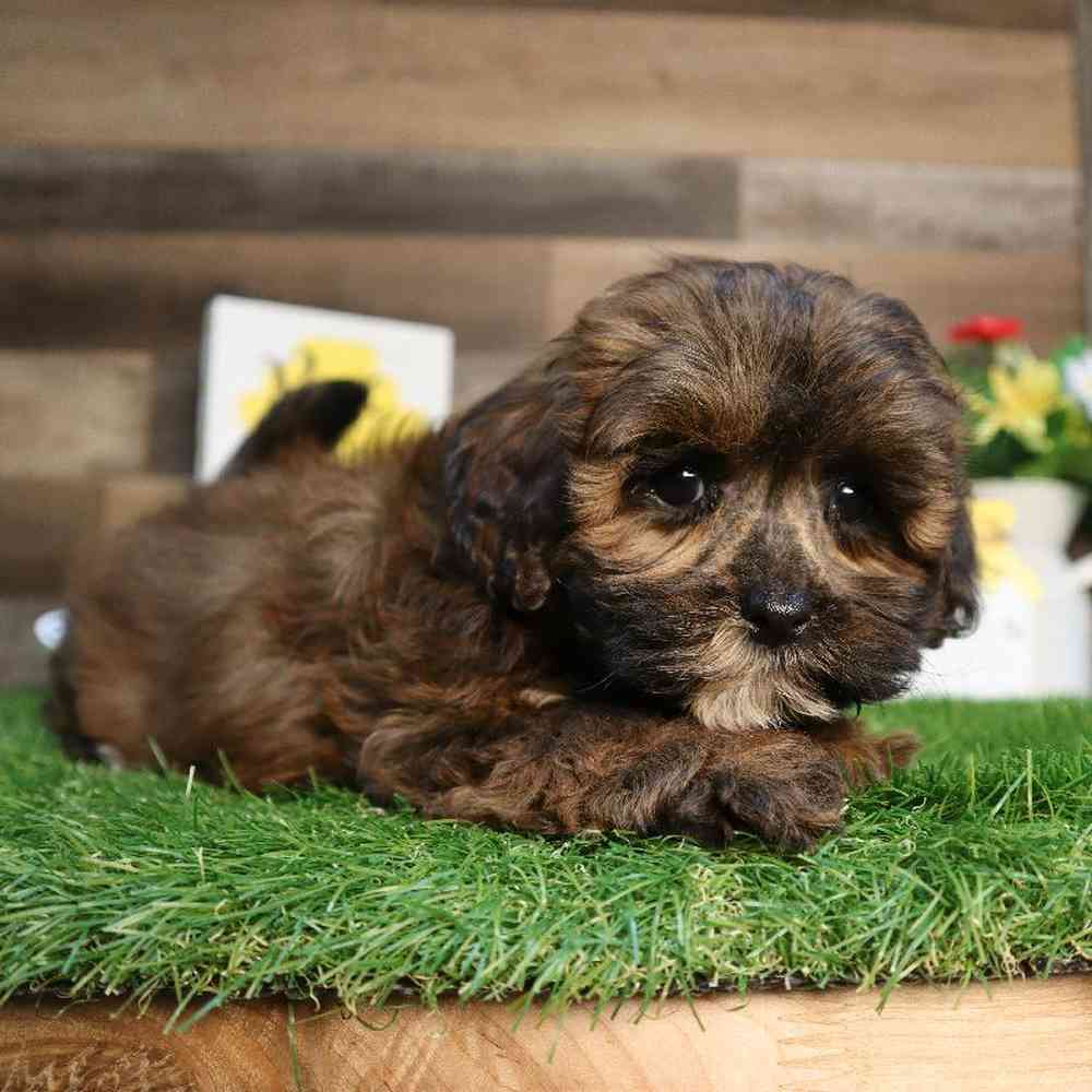 carousel pet images