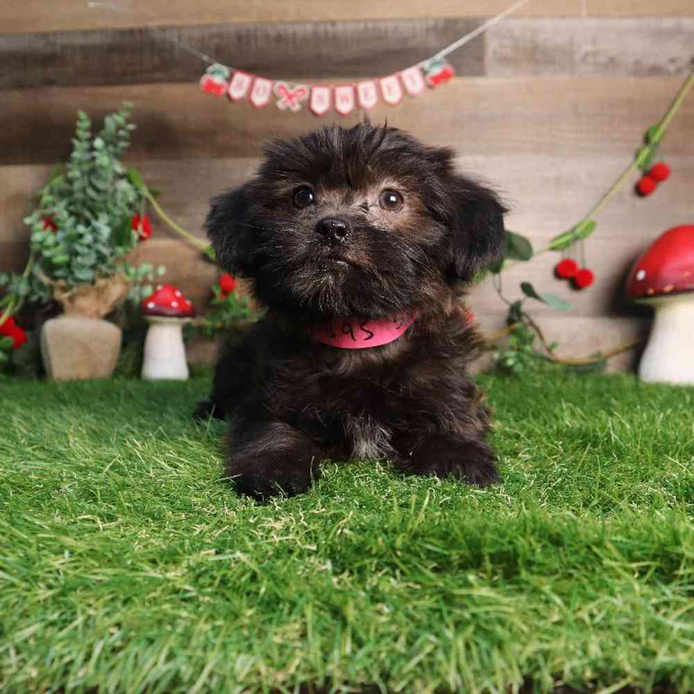 Female Shorkie Puppy for Sale in Blaine, MN