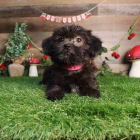 Shorkie